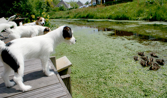 Jack Russells