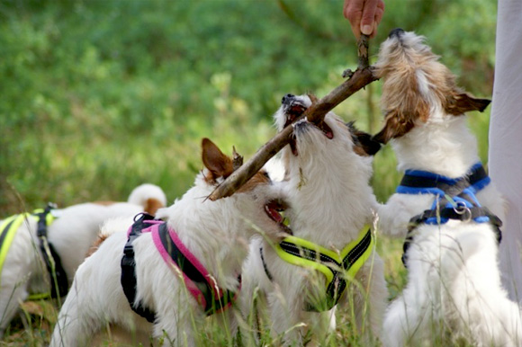 Jack Russell Terriers