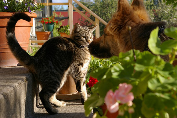 Klaar Marty Fielding Fantasierijk Hond en kat samen in huis - Doggo.nl