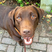 Labrador Retriever puppy