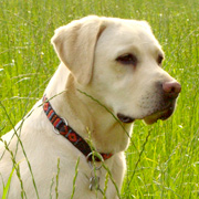 Labrador Retriever puppy