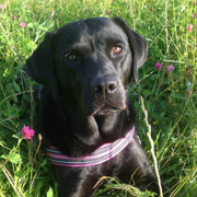 Labrador Retriever puppy