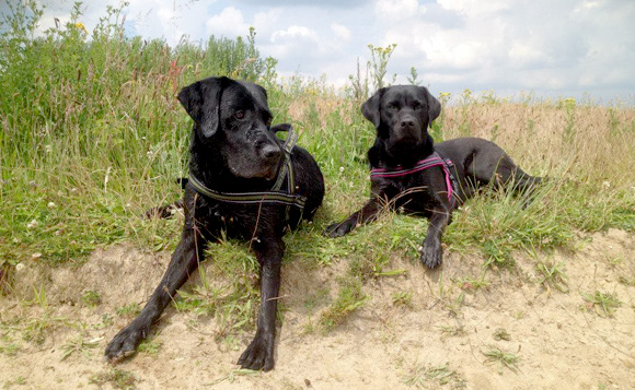 Labradors