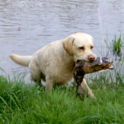 Labrador