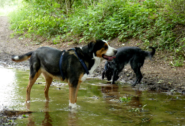 Hond leren zwemmen