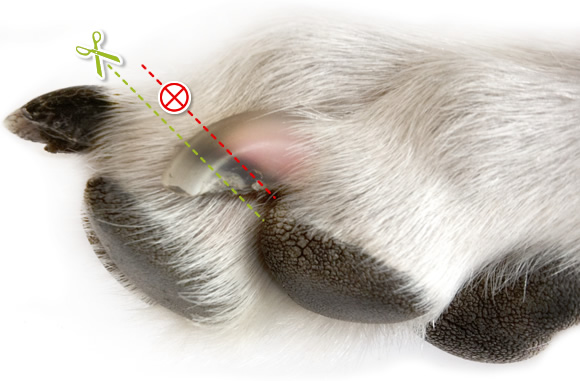 Hoe moet je nagels knippen bij je hond