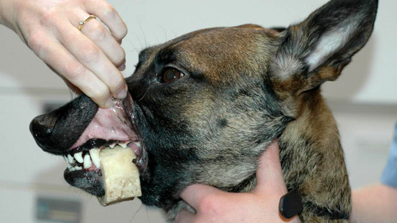 Mysterie Boekwinkel Stoel Opgepast met hondensnacks - Doggo.nl