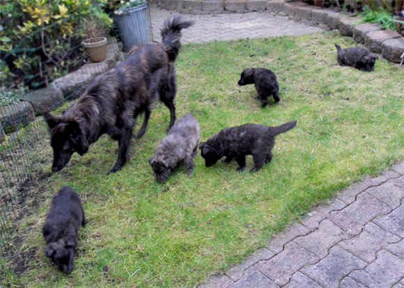 Moederhond met haar pups