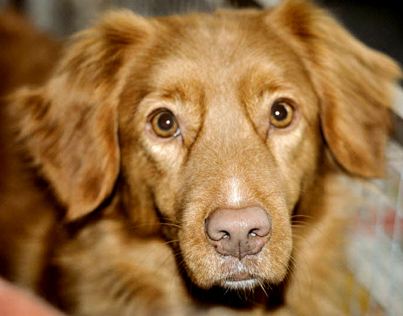 Nova Scotia Duck Tolling Retriever