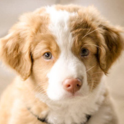 Nova Scotia Duck Tolling Retriever pup