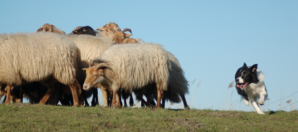 Herder