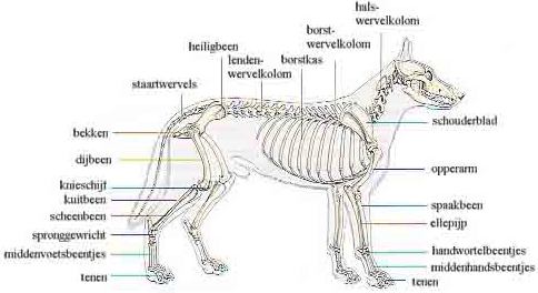 Weefsels bij de hond