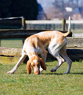 Puberteit bij je hond