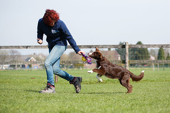 Puberteit bij je hond - Clickertraining wordt bij veel hondensporten toegepast