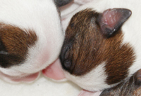 Een pup is de eerste 2 weken doof en blind