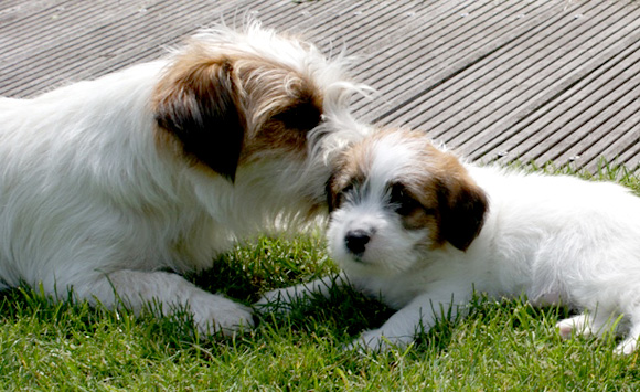 Pup met moederhond