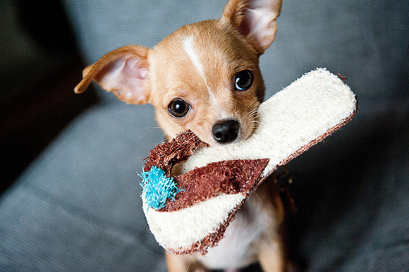 Over instelling baard Verdienen Een puppy bijten afleren, hoe pak je dat aan? - Doggo.nl