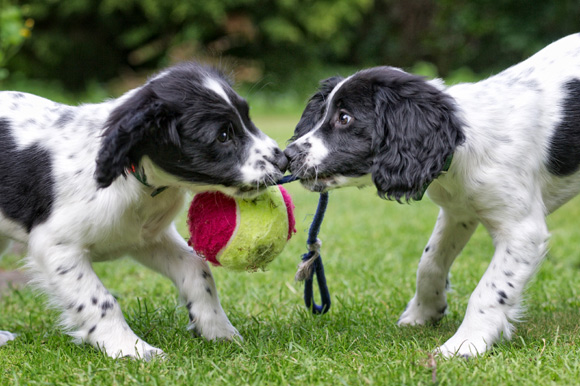 kraam Analytisch Onschuld Twee pups, twee keer zo leuk? - Doggo.nl