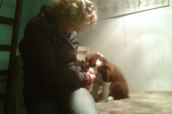 Puppy bij de osteopaat