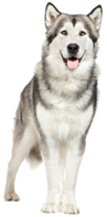 Rasgroep 5 Malamute