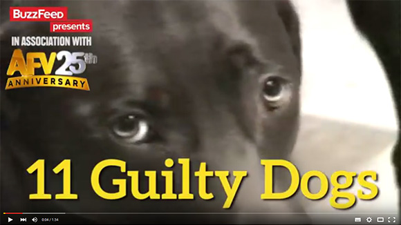 11 Guilty Dogs Who Are Very Sorry