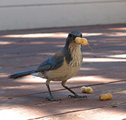 Scrub jay