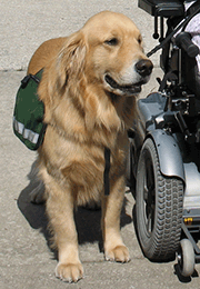 Service hond