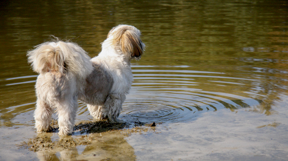 Ook kleine honden vinden het heerlijk buiten