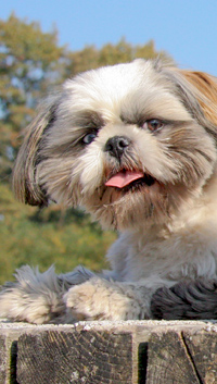 Shih Tzu