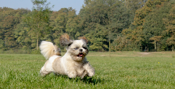 Shih Tzu