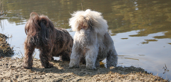 Shih Tzu aan de wandel