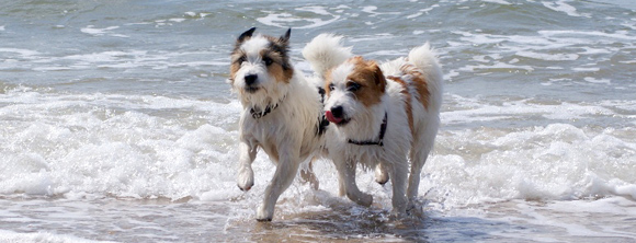 Honden met zelfvertrouwen