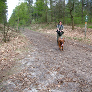 Speuren in het bos