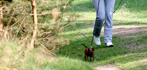 Iedere hond kan speuren, van Chihuahua tot Duitse Dog.