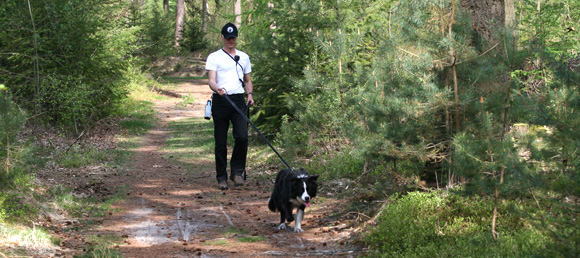 Een speurende Collie met zijn handler.