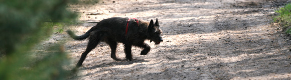 Hond volgt een spoor