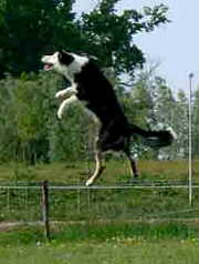 Springende hond