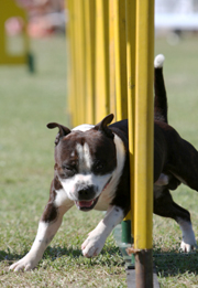 Staffordshire Bull Terrier