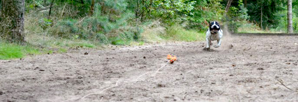 Staffordshire Bull Terrier