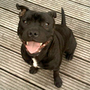 Staffordshire Bull Terrier