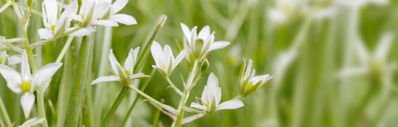 Bach Bloesems: Star of Bethlehem