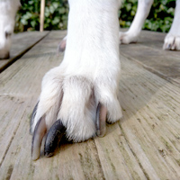 Nagels knippen bij je hond