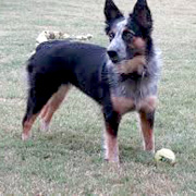 Texas Heeler