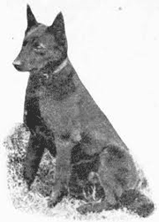 Nipper, de hond van Harry Bagust