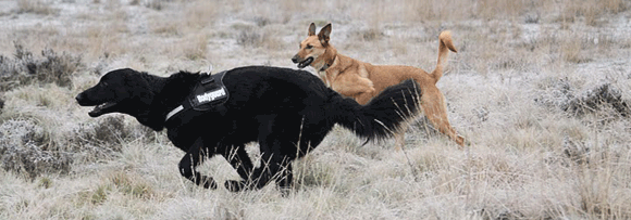 Een sessie op de heide ter afsluiting van de therapie en van de samenwerking tussen cliënt en hond.