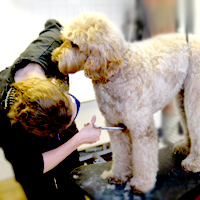 Vachtverzorging bij honden