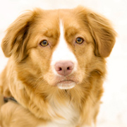 Nova Scotia Duck Tolling Retriever graaft graag