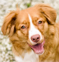 Nova Scotia Duck Tolling Retriever