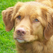 Nova Scotia Duck Tolling Retriever met konijn