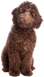 Vachtverzorging Labradoodle